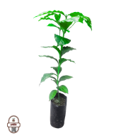 شتلات البن التفاحي