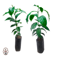 شتلات البن العديني